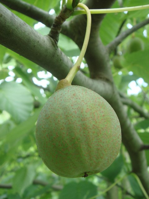 Davidia involucrata fruit